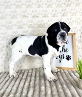 Eeyore, a male Chinese Shar-Pei and Cocker Spaniel for sale in Indianapolis, IN – Photo 2 of 6