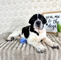 Eeyore, a male Chinese Shar-Pei and Cocker Spaniel for sale in Indianapolis, IN – Photo 5 of 6