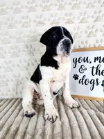 Eeyore, a male Chinese Shar-Pei and Cocker Spaniel for sale in Indianapolis, IN – Photo 6 of 6