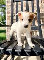Daisy, a female Australian Cattle Dog for sale in Indianapolis, IN – 5 of 5