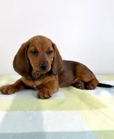 Olive, a female Pembroke Welsh Corgi and Miniature Dachshund for sale in Indianapolis, IN – 3 of 6