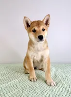 Lucy, a female Shiba Inu for sale in Indianapolis, IN – 2 of 5