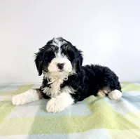 Bonnie, a female Miniature Bernedoodle for sale in Indianapolis, IN – 2 of 4