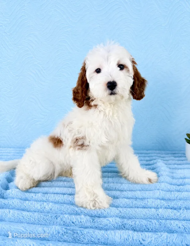 Griffin – Miniature Goldendoodle puppy for sale in Indianapolis, IN