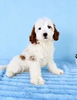 Griffin, a male Miniature Goldendoodle for sale in Indianapolis, IN – 1 of 5