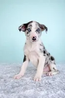 Atlas, a male Australian Cattle Dog and Australian Shepherd for sale in Indianapolis, IN – Photo 5 of 5