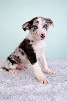 Atlas, a male Australian Cattle Dog and Australian Shepherd for sale in Indianapolis, IN – Photo 4 of 5