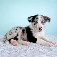 Atlas, a male Australian Cattle Dog and Australian Shepherd for sale in Indianapolis, IN – Photo 2 of 5