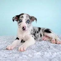 Atlas, a male Australian Cattle Dog and Australian Shepherd for sale in Indianapolis, IN – Photo 3 of 5