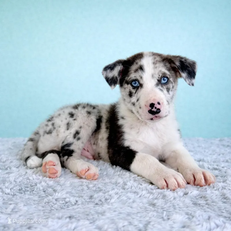 Atlas – Australian Cattle Dog, Australian Shepherd puppy for sale in Indianapolis, IN