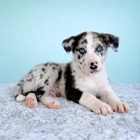 Atlas, a male Australian Cattle Dog and Australian Shepherd for sale in Indianapolis, IN – Photo 1 of 5