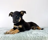 Zeus, a male Australian Cattle Dog and German Shepherd Dog for sale in Indianapolis, IN – 2 of 5