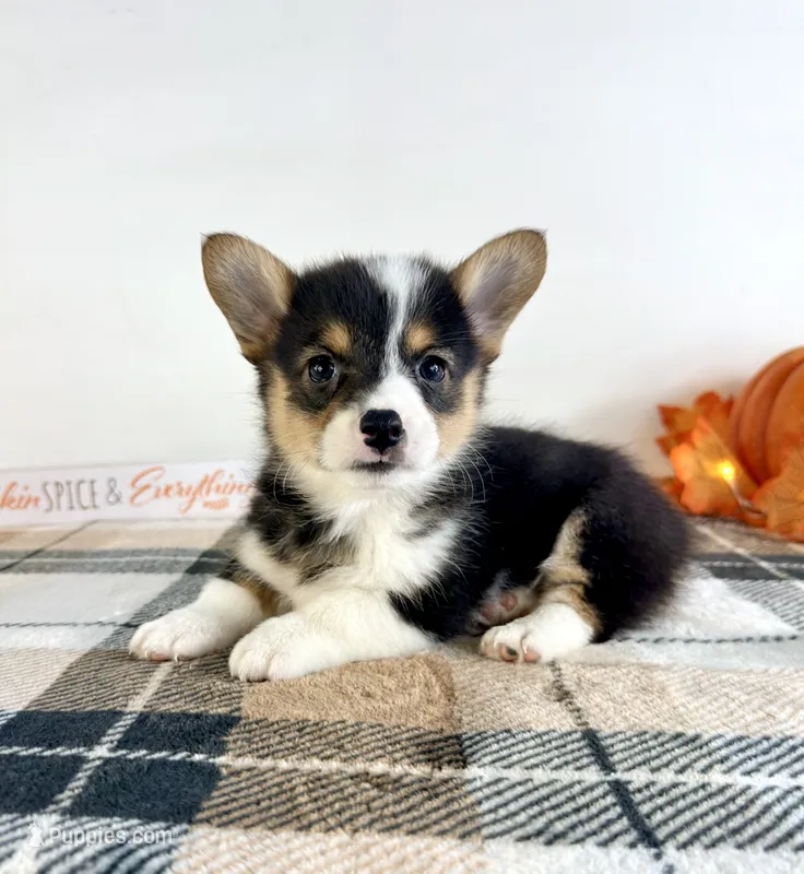 CKC Miles – Pembroke Welsh Corgi puppy for sale in Indianapolis, IN
