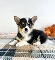 CKC Miles, a male Pembroke Welsh Corgi for sale in Indianapolis, IN – 1 of 5