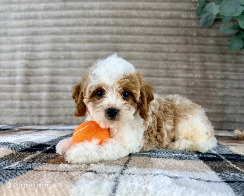 Nemo – Cavapoo puppy for sale in Indianapolis, IN