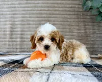 Nemo, a male Cavapoo for sale in Indianapolis, IN – 1 of 5
