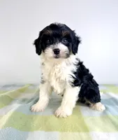 Trixie, a female Miniature Bernedoodle for sale in Indianapolis, IN – 2 of 5
