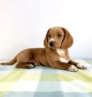 Ollie, a male Pembroke Welsh Corgi and Miniature Dachshund for sale in Indianapolis, IN – 3 of 5