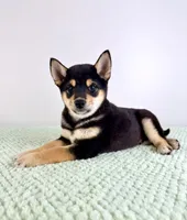 Mushu, a male Shiba Inu for sale in Indianapolis, IN – 7 of 7