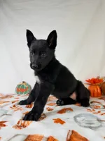 AKC Nova, a female German Shepherd Dog for sale in Indianapolis, IN – 3 of 5