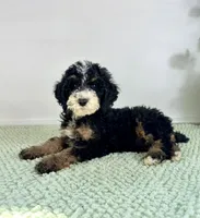 Winnie, a female Miniature Bernedoodle for sale in Indianapolis, IN – 4 of 6