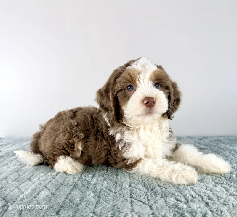 Bob – Miniature Bernedoodle puppy for sale in Indianapolis, IN