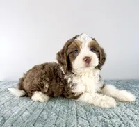 Bob, a male Miniature Bernedoodle for sale in Indianapolis, IN – 1 of 4
