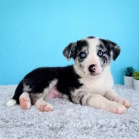 Blue, a male Australian Cattle Dog and Australian Shepherd for sale in Indianapolis, IN – Photo 1 of 4