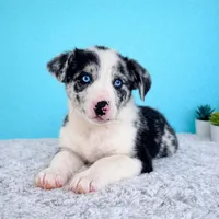 Blue, a male Australian Cattle Dog and Australian Shepherd for sale in Indianapolis, IN – Photo 3 of 4