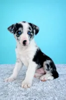 Blue, a male Australian Cattle Dog and Australian Shepherd for sale in Indianapolis, IN – Photo 4 of 4