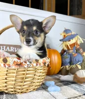 CKC Mae, a female Pembroke Welsh Corgi for sale in Indianapolis, IN – 4 of 5