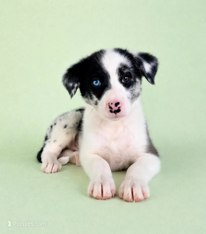 River  – Australian Cattle Dog, Australian Shepherd puppy for sale in Indianapolis, IN