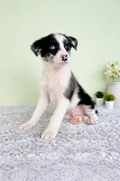 River , a male Australian Cattle Dog and Australian Shepherd for sale in Indianapolis, IN – Photo 4 of 5