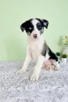 River , a male Australian Cattle Dog and Australian Shepherd for sale in Indianapolis, IN – Photo 5 of 5