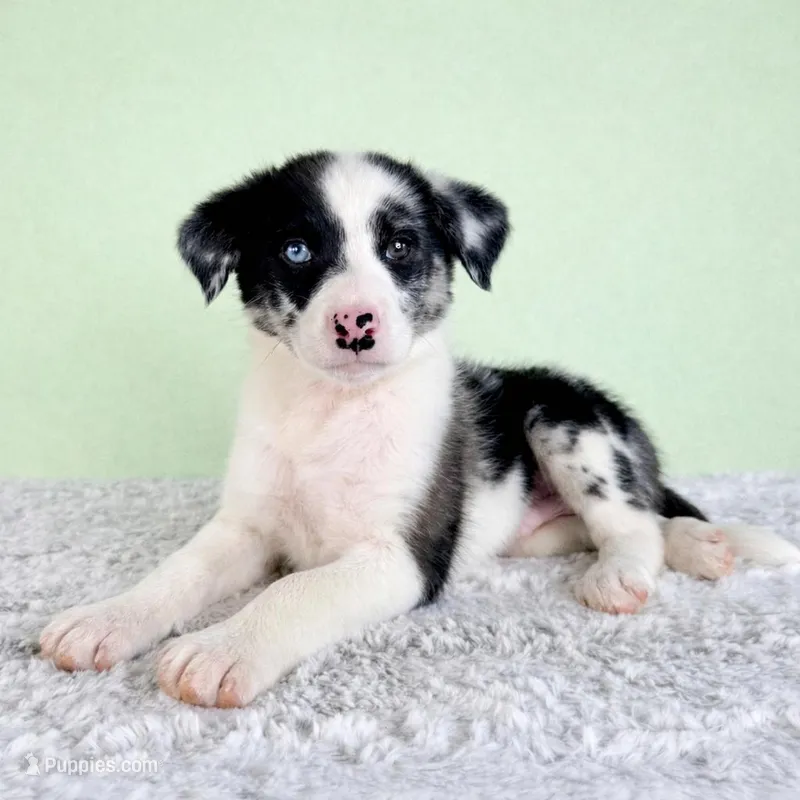 River  – Australian Cattle Dog, Australian Shepherd puppy for sale in Indianapolis, IN