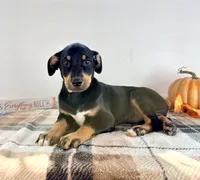 Prince, a male Doberman Pinscher for sale in Indianapolis, IN – 2 of 5