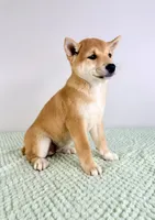 Maya, a female Shiba Inu for sale in Indianapolis, IN – 5 of 6