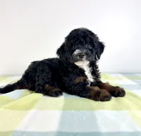 Jessie, a female Miniature Bernedoodle for sale in Indianapolis, IN – 2 of 5