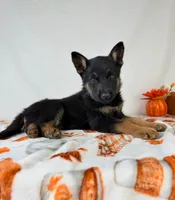 Bear, a male German Shepherd Dog for sale in Indianapolis, IN – 2 of 5