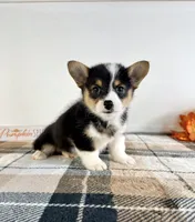 CKC Miles, a male Pembroke Welsh Corgi for sale in Indianapolis, IN – 4 of 5