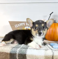 CKC Mae, a female Pembroke Welsh Corgi for sale in Indianapolis, IN – 3 of 5