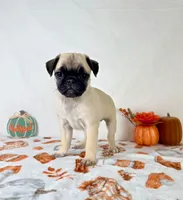 Paisley, a female Pug for sale in Indianapolis, IN – 4 of 6