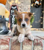 Maverick, a male Australian Cattle Dog for sale in Indianapolis, IN – 2 of 5