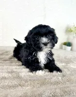 Spade, a male Shihpoo for sale in Indianapolis, IN – 3 of 5