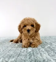 Maple, a female Cavapoo for sale in Indianapolis, IN – 2 of 6