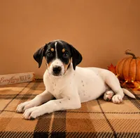 Tod, a male Rat Terrier and Doberman Pinscher for sale in Indianapolis, IN – 2 of 4