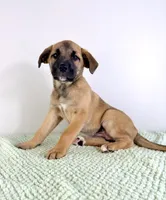Gia, a female Border Collie and Cane Corso for sale in Indianapolis, IN – 4 of 5