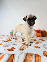 Paisley, a female Pug for sale in Indianapolis, IN – 5 of 6
