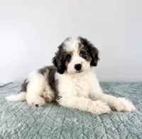 Dave, a male Miniature Bernedoodle for sale in Indianapolis, IN – 1 of 5
