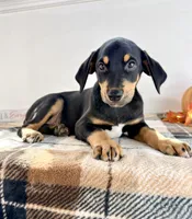 Duke, a male Doberman Pinscher for sale in Indianapolis, IN – 2 of 6